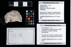 Foto (Objekt + Etikett) von Cracensigillatus acutirostris (Moericke, 1889)  (NHMW-GEO-2014-0194-0618)